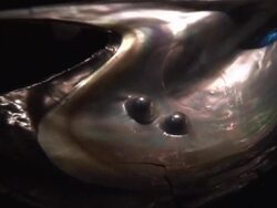 Pearls on the oyster Stock Footage