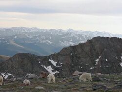 WS View of Mountain goat (Oreamnos americanus) nannys graze as newborns jumping high in air and twist and spin with scenic snow covering peaks in their back side / Idaho springs, Colorado, United States Stock Footage