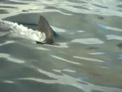 Medium hand-held zoom-out - A shark exposes its dorsal fin as it swims at the surface of the ocean and past a boat. Stock Footage