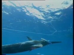 Dead swordfish tangled in driftnet. Stock Footage