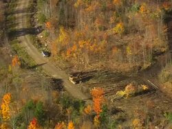 MS AERIAL ZI ZO PAN View of crane cutting trees at forest / Maine, United States Stock Footage