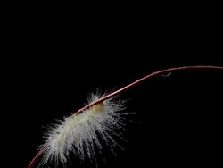 Caterpillar Stock Footage