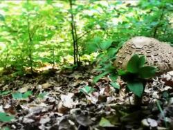 Mushrooms in the forest|Dolly Slider Stock Footage