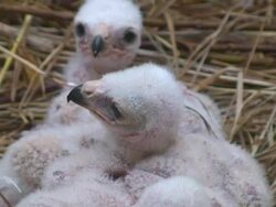Marsh Harrier Chicks Stock Footage