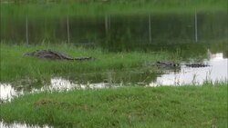 Two alligators rest on the edge of a swamp. Stock Footage