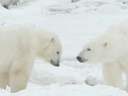  MS Two polar bears meet and walking in snowy landscape / Churchill, Manitoba, Canada Stock Footage