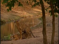 Royal Bengal tiger (Panthera tigris tigris) pair mating next to stream, Bandhavgarh National Park, India Stock Footage