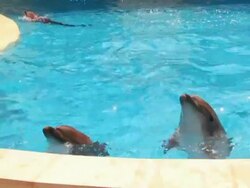 Dolphins in pool Stock Footage