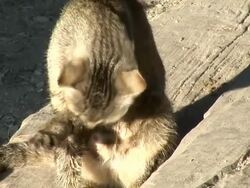 HD: Cat Stock Footage