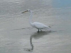 Great White Heron Stock Footage