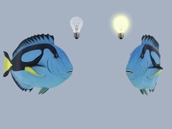 Nemo - Clownfish (loopable) Stock Footage