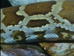 Close up of snake entering water in Indian rainforest Stock Footage