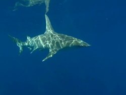 Great hammerhead, Sphyrna mokarran, near surface, underwater, Bahamas  Stock Footage