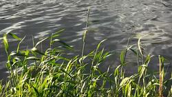 reeds near the sea Stock Footage