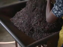 Tea factory Stock Footage