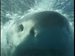 MCU Great White Shark swimming to camera following bait, Guadalupe Island, Pacific Ocean Stock Footage