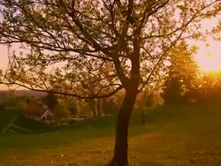 Solitary tree in the meadow at sunset Stock Footage