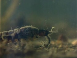 Toxorhynchites Mosquito, MCU lava underwater, on riverbed, eating larva Stock Footage