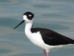 Black-necked Stilt Stock Footage