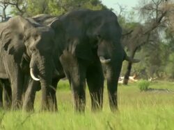 MS PAN Elephant herd gathered and grazing on green grass / Okavango Delta, North West District, Botswana Stock Footage