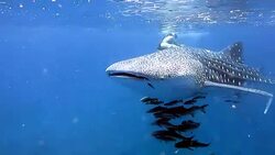 Endangered Species Pelagic Whale Shark (Rhincodon types) swimming with Cobia (Rachycentron canadum) and people. A perfect demonstration of primal instinctive animal behaviour. A symbiotic relationship that ensures their success and survival as a species. Stock Footage