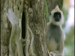 MS Hanuman Langur, Semnopithecus entellus, looking to camera, Western Ghats, India Stock Footage