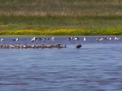 MS Shot of River with seagulls / Werribee, Victoria, Australia Stock Footage