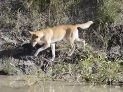 dingo Stock Footage