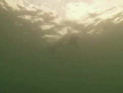 Bottlenose dolphin (Tursiops truncatus) to camera then around it in green shallow water., Roatan Island, Honduras  Stock Footage