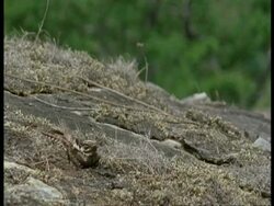 MS camouflaged grey bird on rocks, flies off, Western Ghats, India Stock Footage