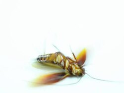 Cockroach Stock Footage