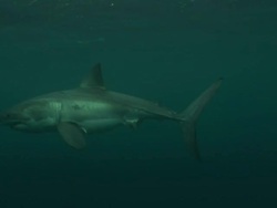 Low Angle pan-left - A great white shark circles bait on a rope and bites the bait. Stock Footage