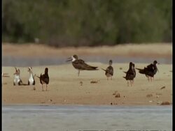 WA Group of Skimmers on sand bar, calling, South America Stock Footage