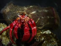 Pagurus bernhardus crab in the Abyss Stock Footage