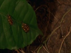 CU Pan right, Fig seeds in bat faeces sliding down leaf, Panama Stock Footage