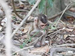 Young monkey Stock Footage