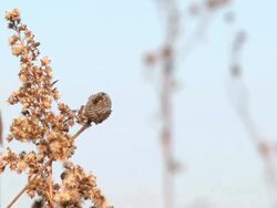 Prairie 003 1080p30 Stock Footage
