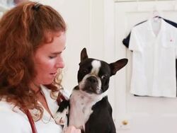 Portrait of a vet & Boston Terrier Stock Footage