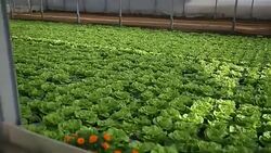 Greenhouse for Salad Stock Footage