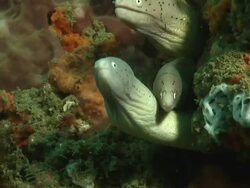 CU Geometric moray eels peering out from cave with rocks covered with coral and sponge / Matola, Maputo, Mozambique Stock Footage