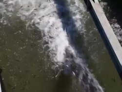 Drought-Plagued California Gives Salmon A Boost Downstream Stock Footage