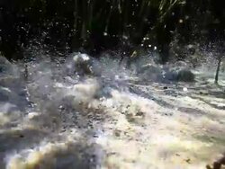 Fresh Water Turkey Stock Footage