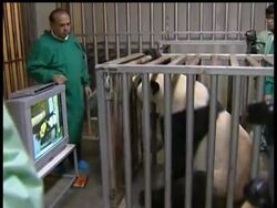 A zoo in Thailand on Monday showed a male panda a video of other pandas mating in order to encourage the animal to reproduce. News Clip