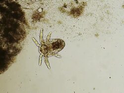 Plankton Stock Footage