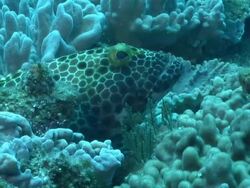 CU POV Big spot rock cod lying between coral and sponges then swimming off / Matola, Maputo, Mozambique Stock Footage