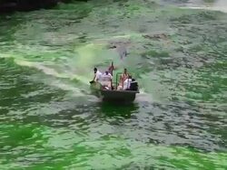 Chicago River Dyed Green In St. Patrick's Day Tradition Stock Footage