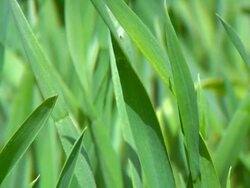 Green Grass Stock Footage