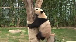 Miss A's Bae Suzy attends first public showing of pandas Instructional Video