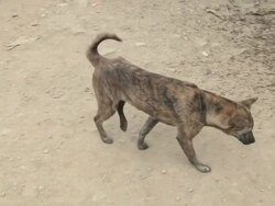 MS stray dog with an injured leg / Xam Neua, Laos Stock Footage