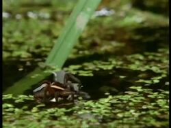 Swamp Spider (Dolomedes) successfully catches fish, England Stock Footage